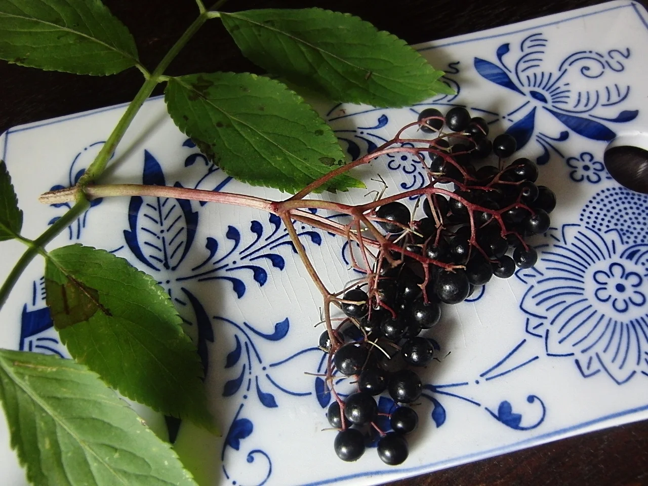 elderberries.jpg