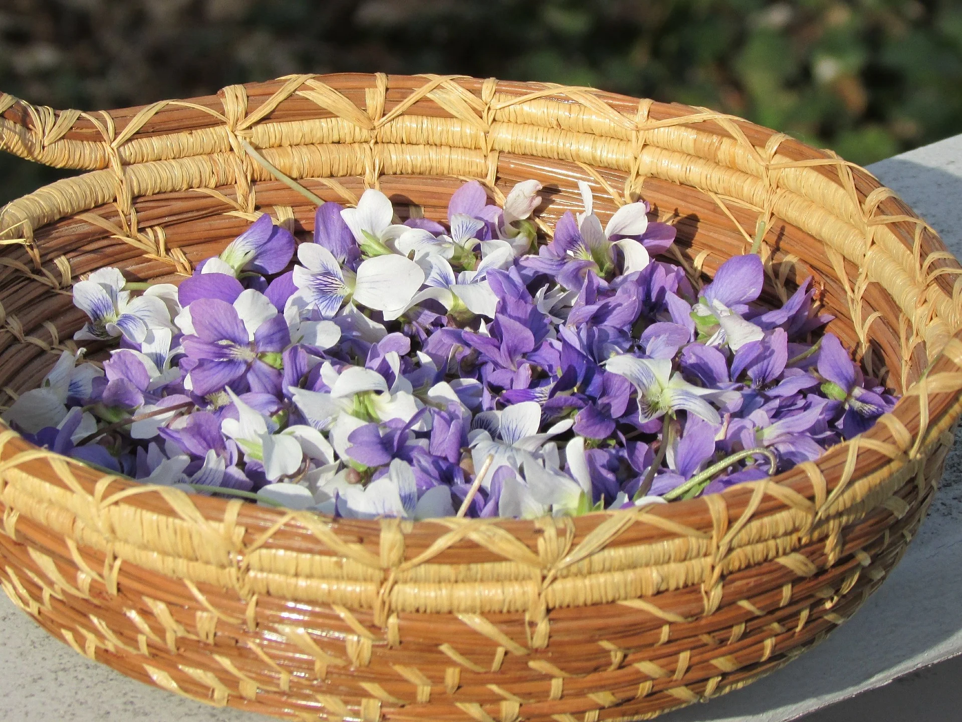 Sweet Violet Benefits A Materia Medica — Mama Rosemary