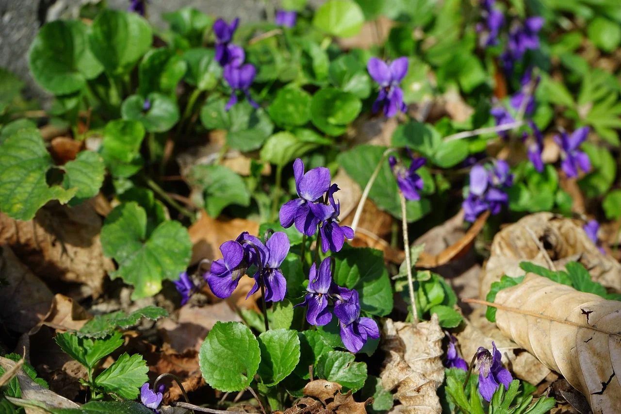 scented-violets-324082_1280.jpg