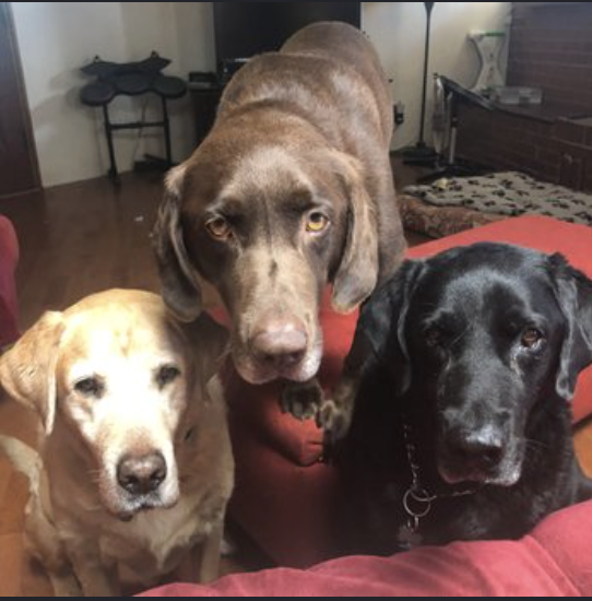 Southwest Oasis Labrador Rescue (SOLR) Meet &amp; Greet