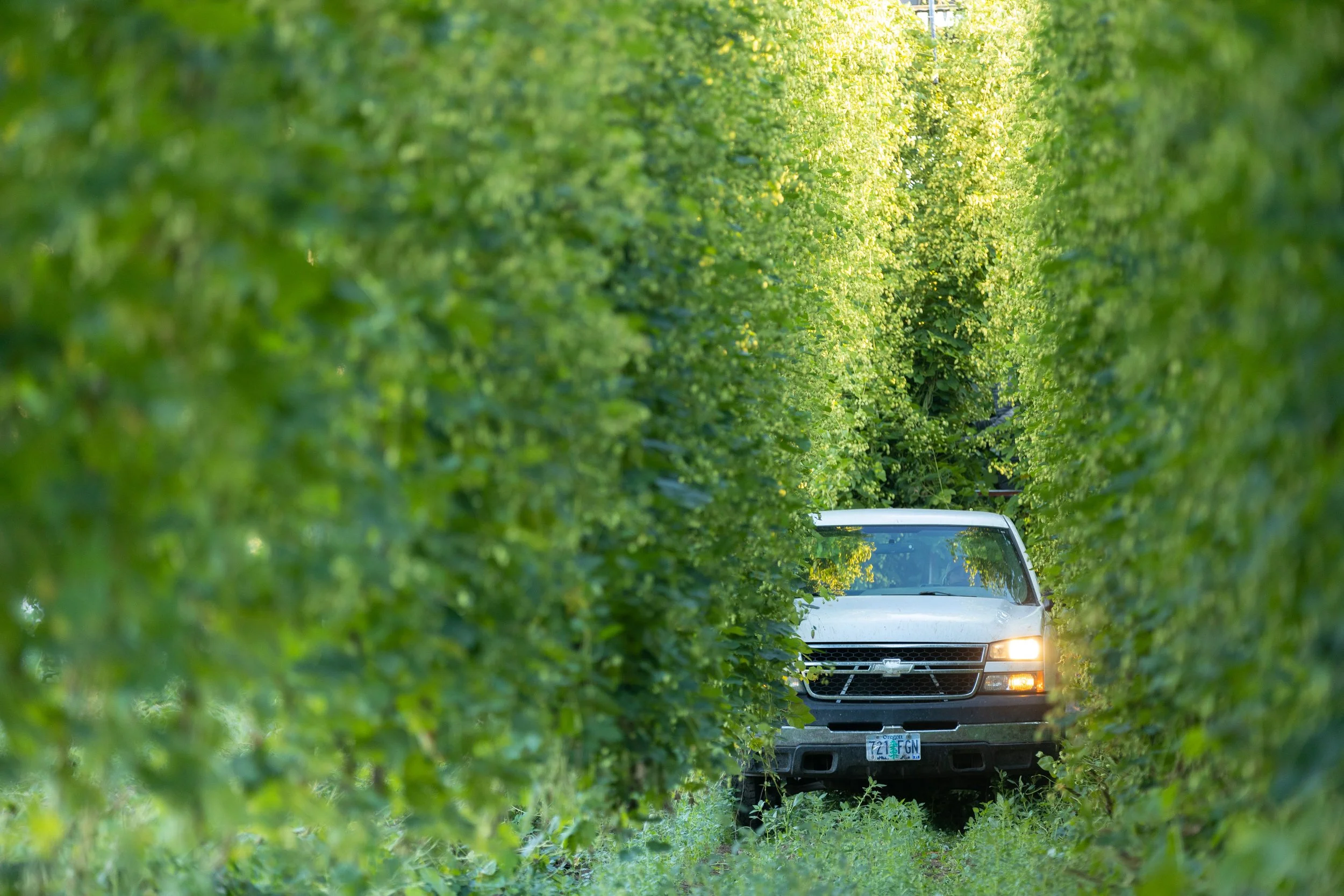  Photo courtesy of Indie Hops. 