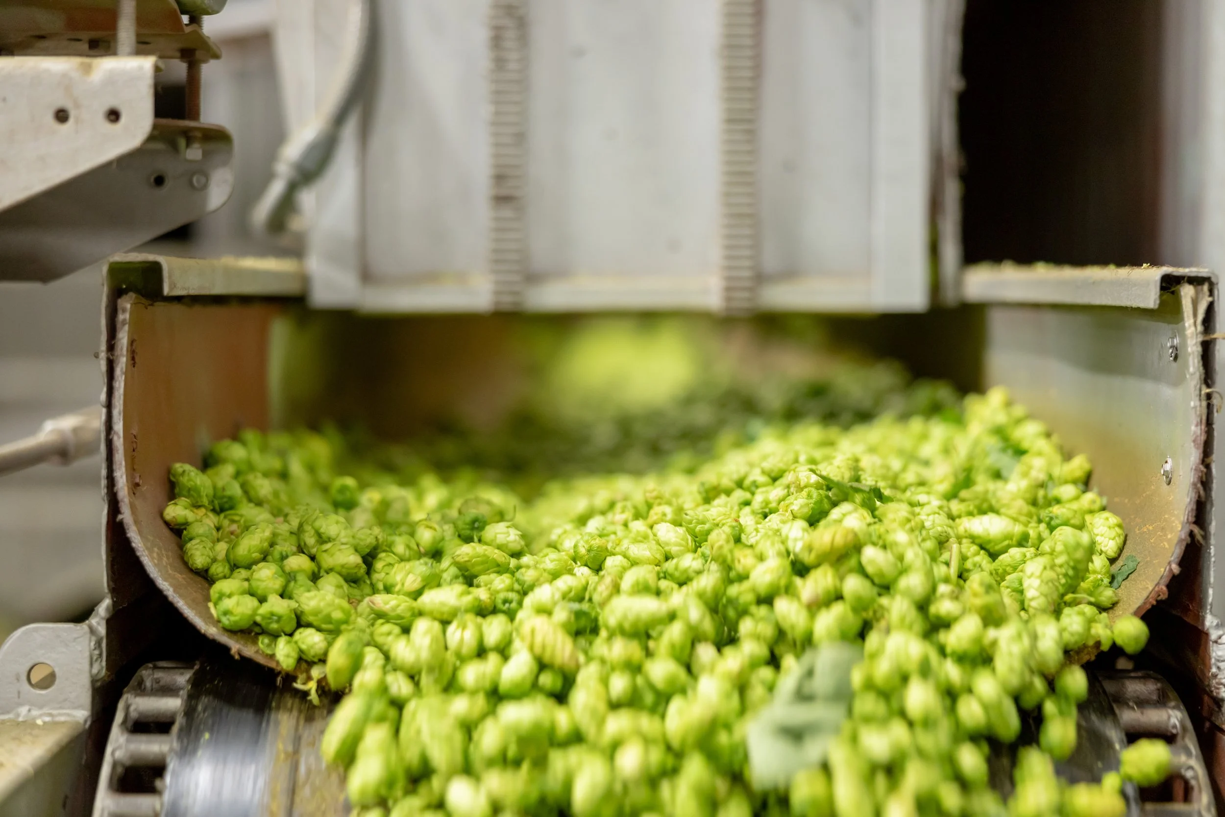  Photo courtesy of Indie Hops. 