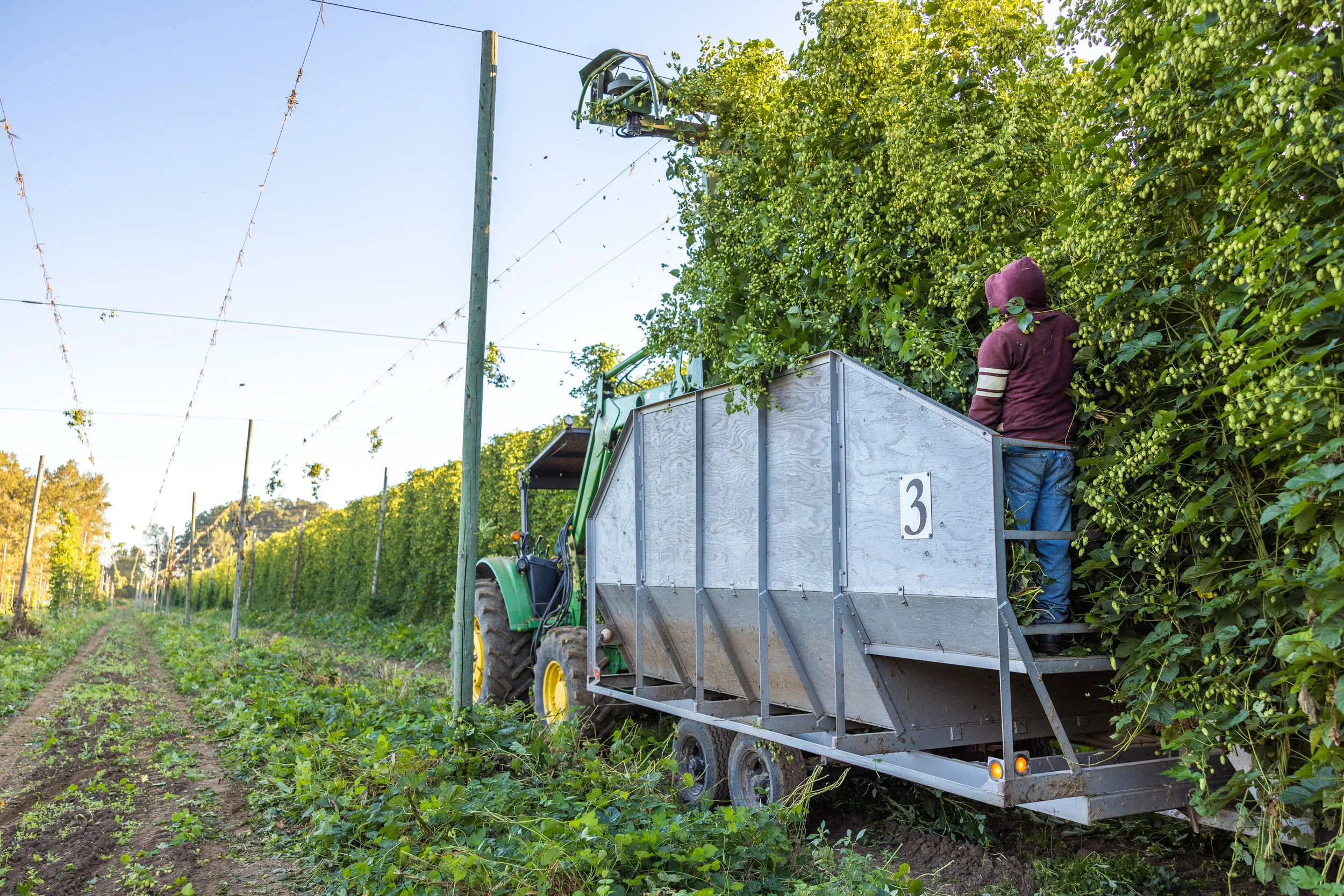 Photo courtesy of Indie Hops. 