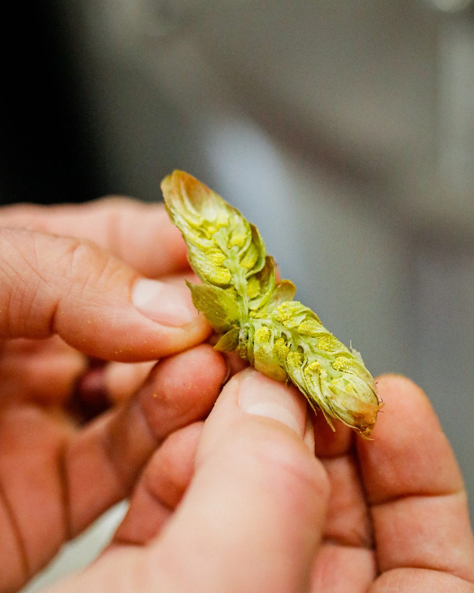 2026 Fresh Hop Logistics - Brewhouse 02.jpg
