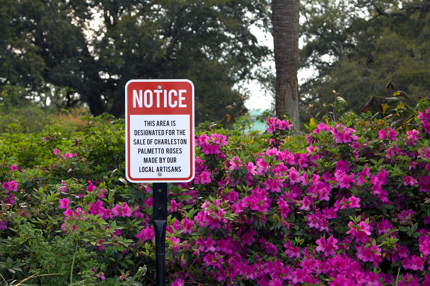  Location: Hampton Park, , Charleston S.C. (Historically: African American Decoration Day also considered the first U.S. Memorial Day and home to Union soldier cemetery known as Martyrs of the Race Course) Background: Azalea bush. 