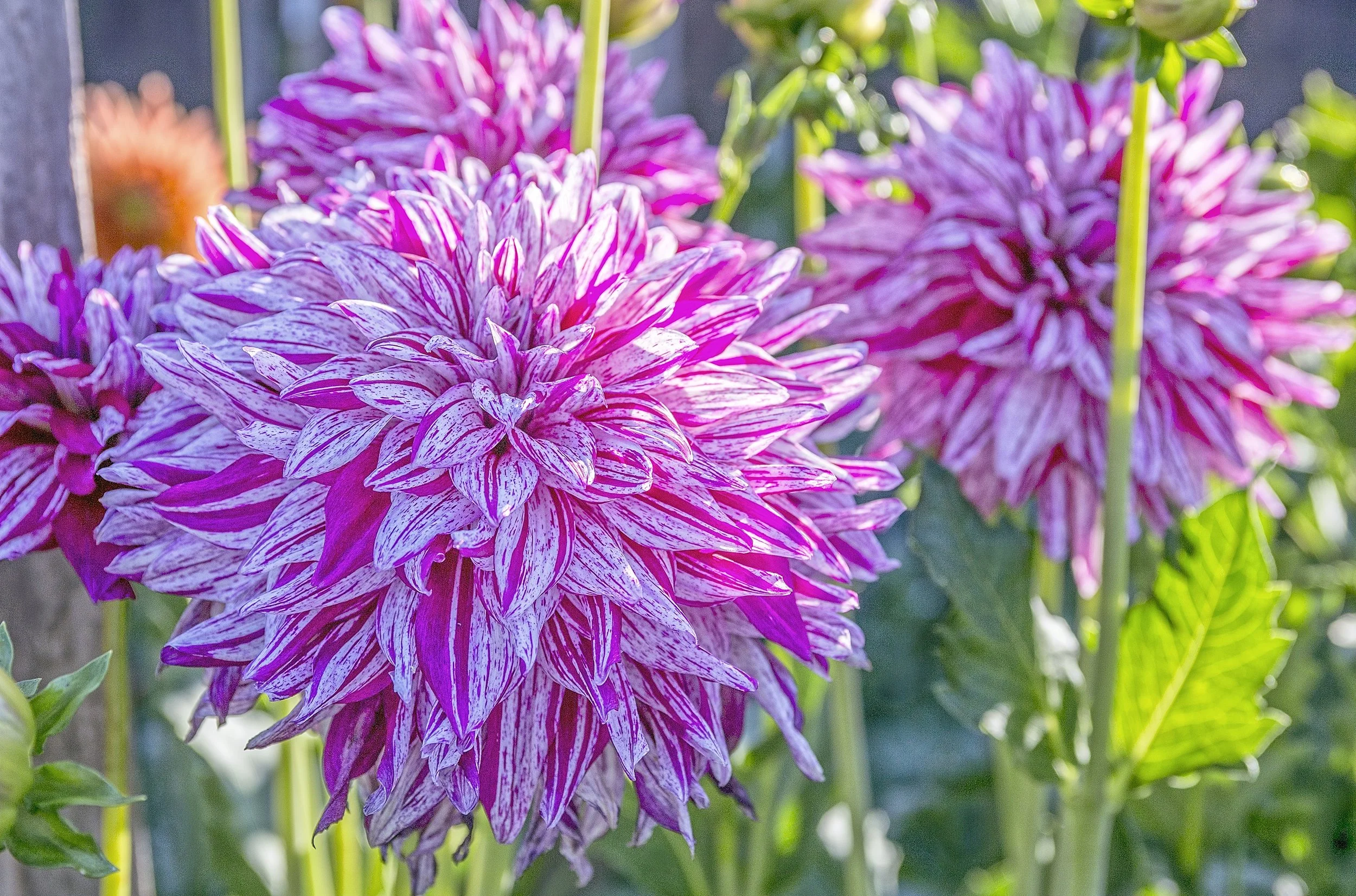 IMG_9771_2_3_easyHDR-11.jpg