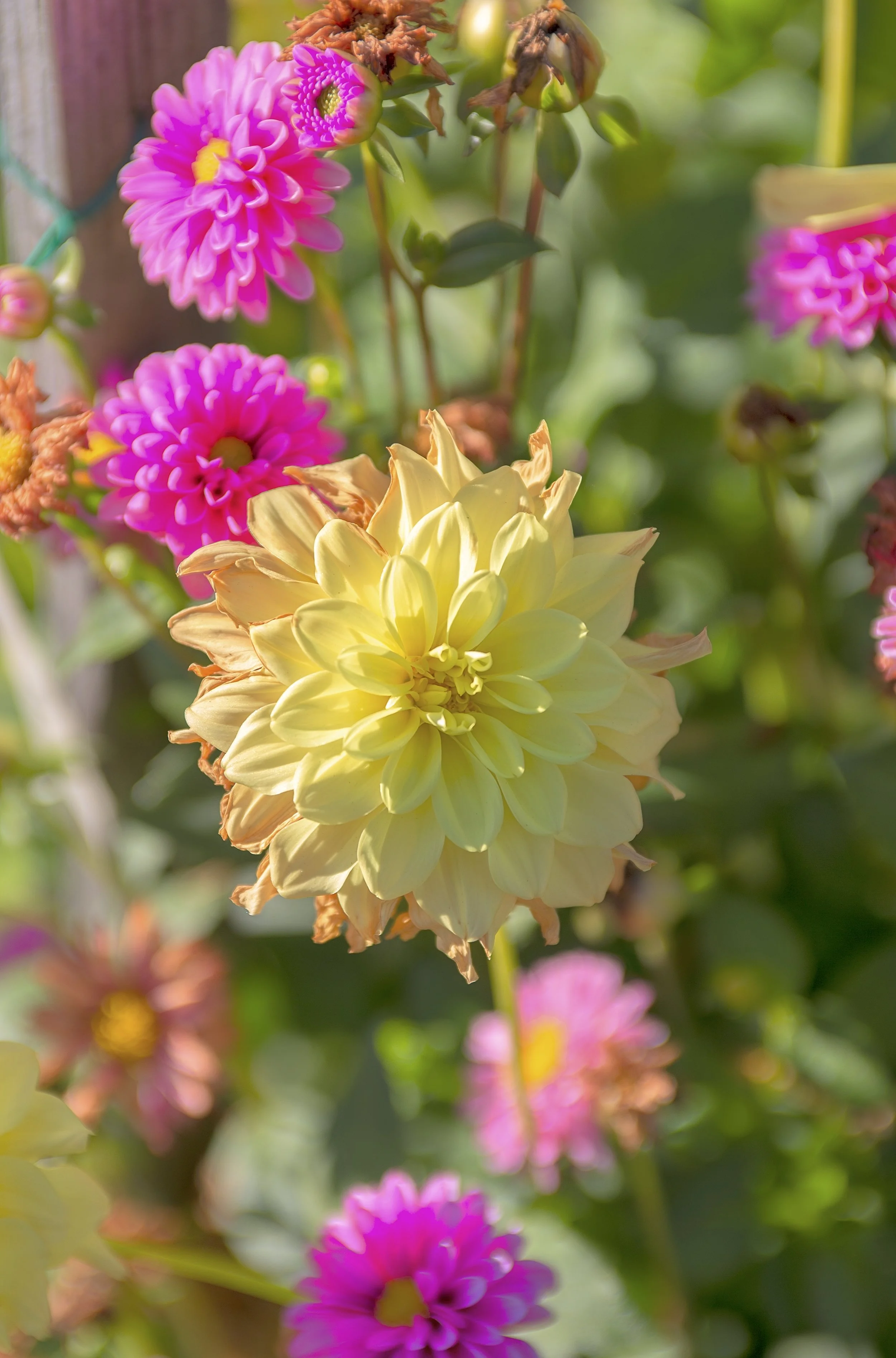 From the last shoot of this particular garden (at the Silverdale Post Office) for the season. That’s a lot of prepositions. I need to work on that. Anyway, you’ll still see many of the pics I did get from here throughout the year.