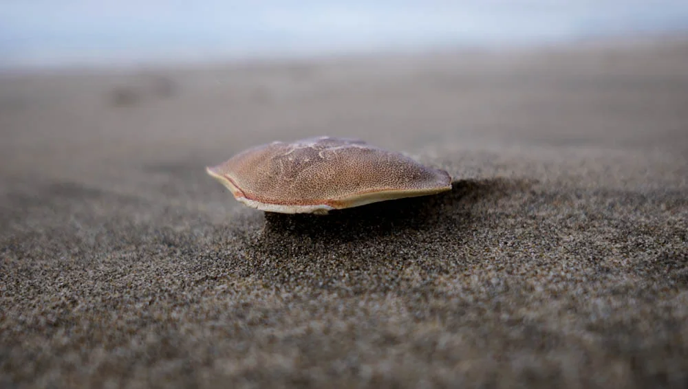 untitled (169 of 351).jpg