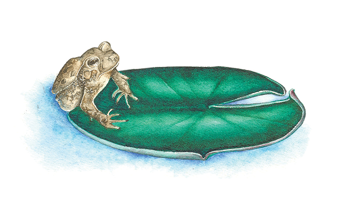 AMPHIBIAN STUDY Botanical Illustration in Watercolor