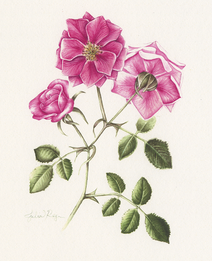 TEA ROSE Botanical Illustration in Watercolor