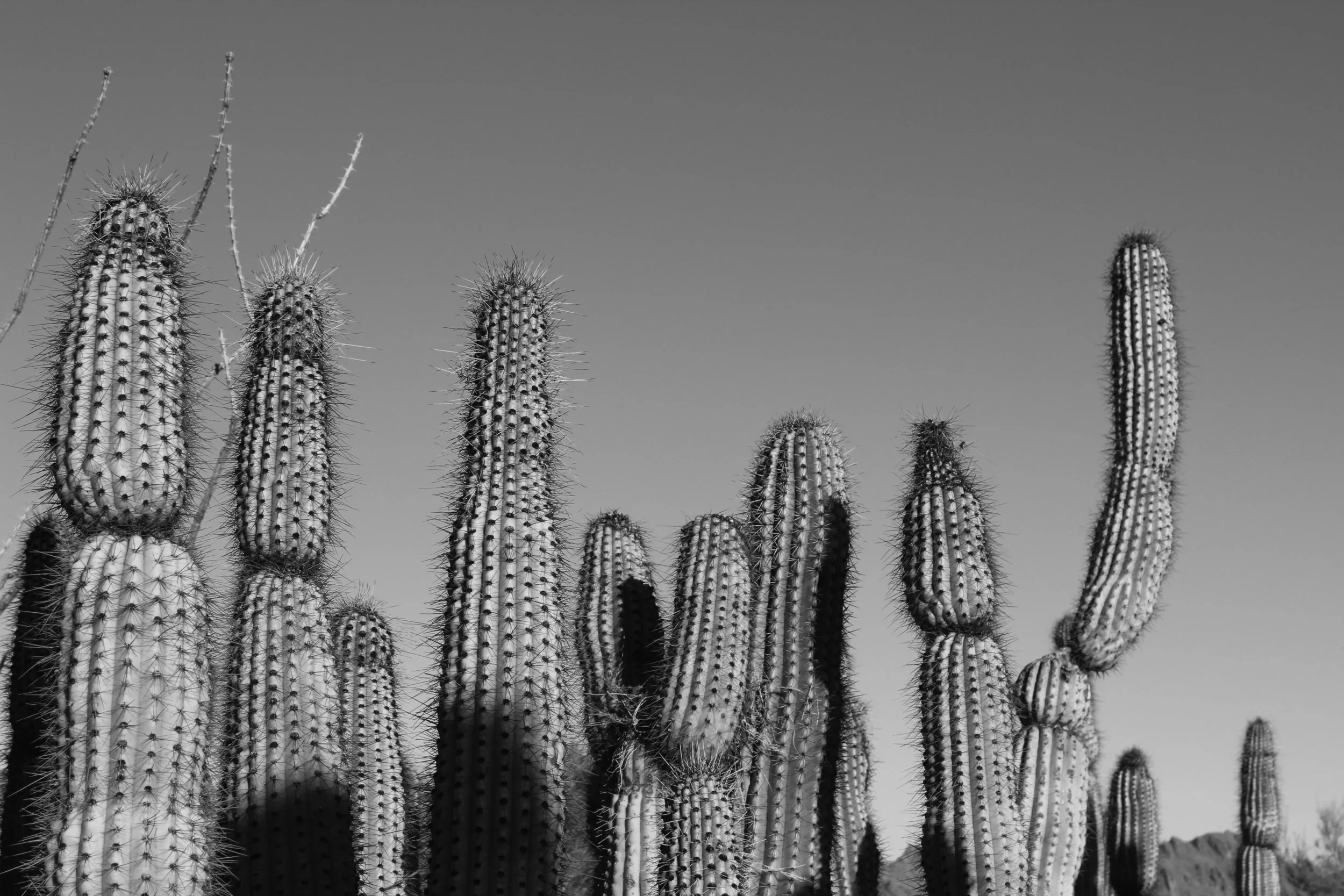 IMG_0391b&w.jpg