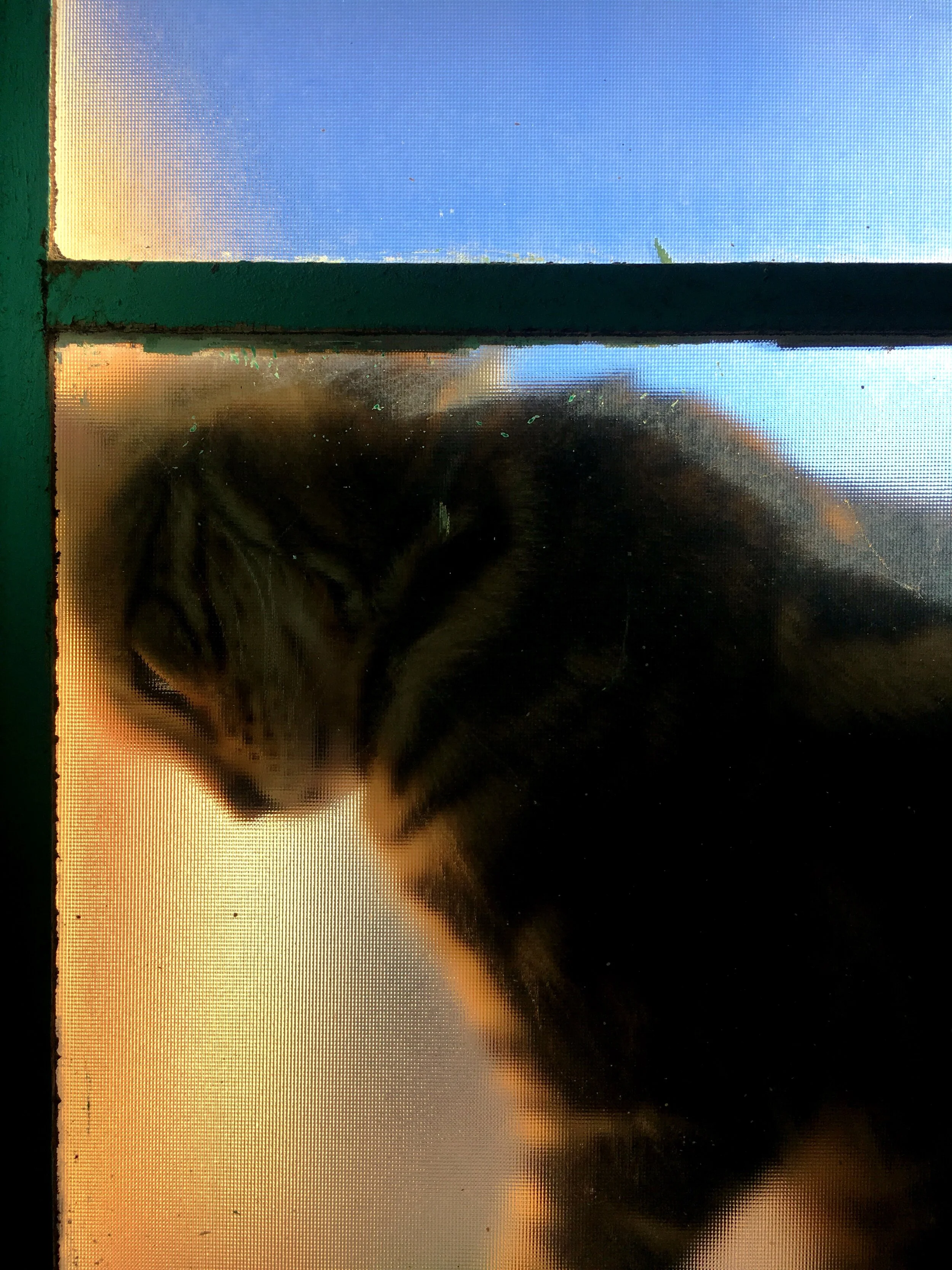 Cat Window.JPG