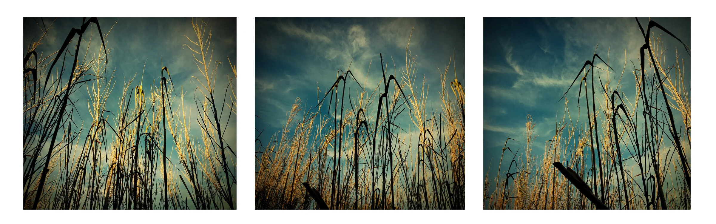 Backyard.jpg