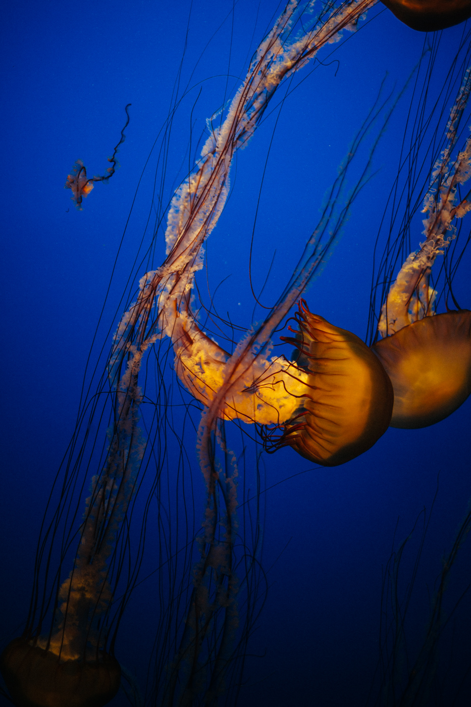 Jellyfish at Monterey Aquarium