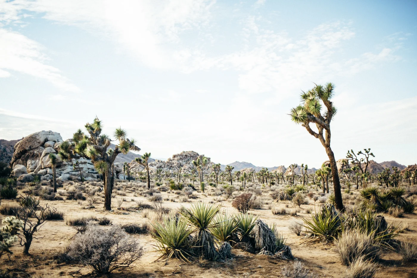 Joshua Tree National Park