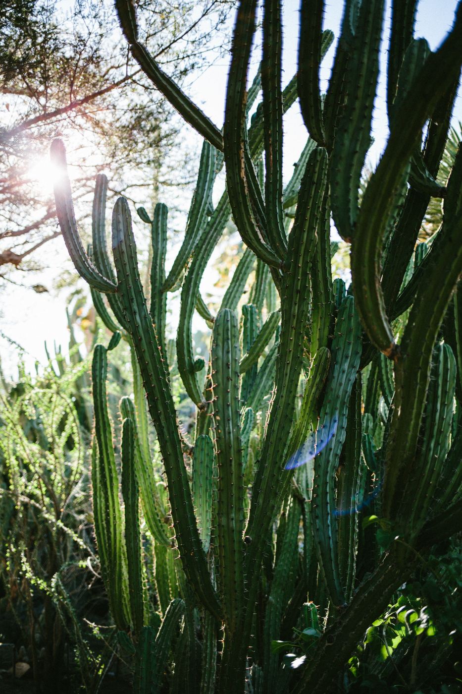 Cactus heaven, Moorten Botanical Garden and Cactarium, Palm Springs