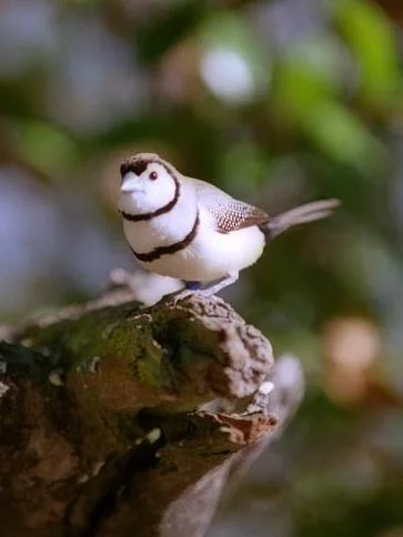 Double-barred Finch (Poephila bichenovii). Photo: John Martin
