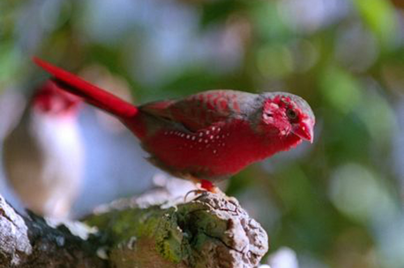 Crimson Finch