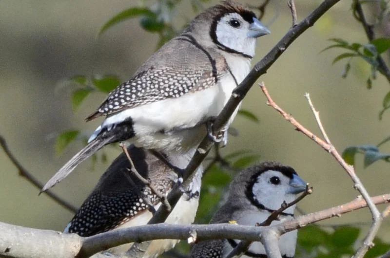 Double-barred Finch