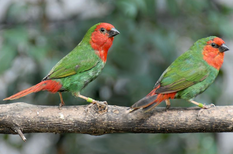 Red-Faced Parrotfinch