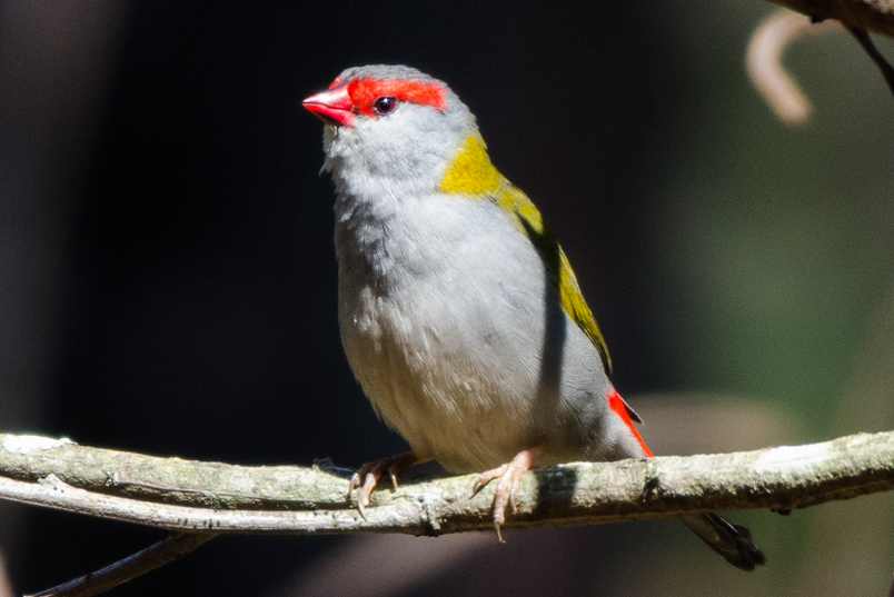 Red-Browed Finch