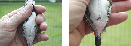 Left: Rump Closeup. Right: Closeup showing red in tail.