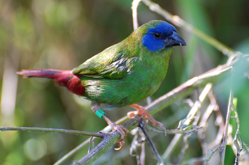 Blue-faced Parrotfinch