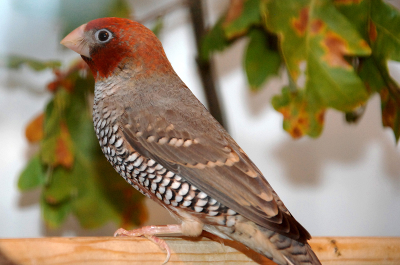 Red-Headed Finch or Aberdeen Finch