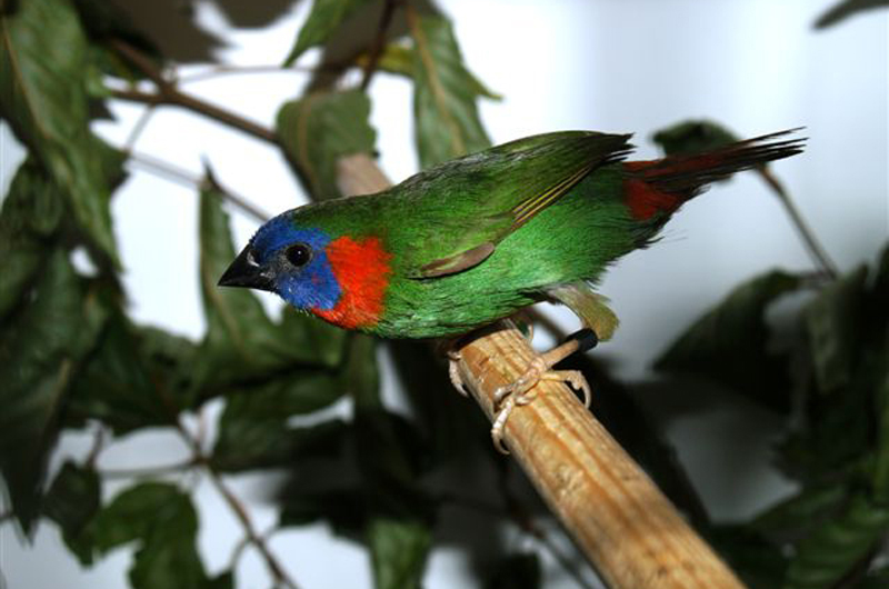 Mount Katanglad Parrotfinch