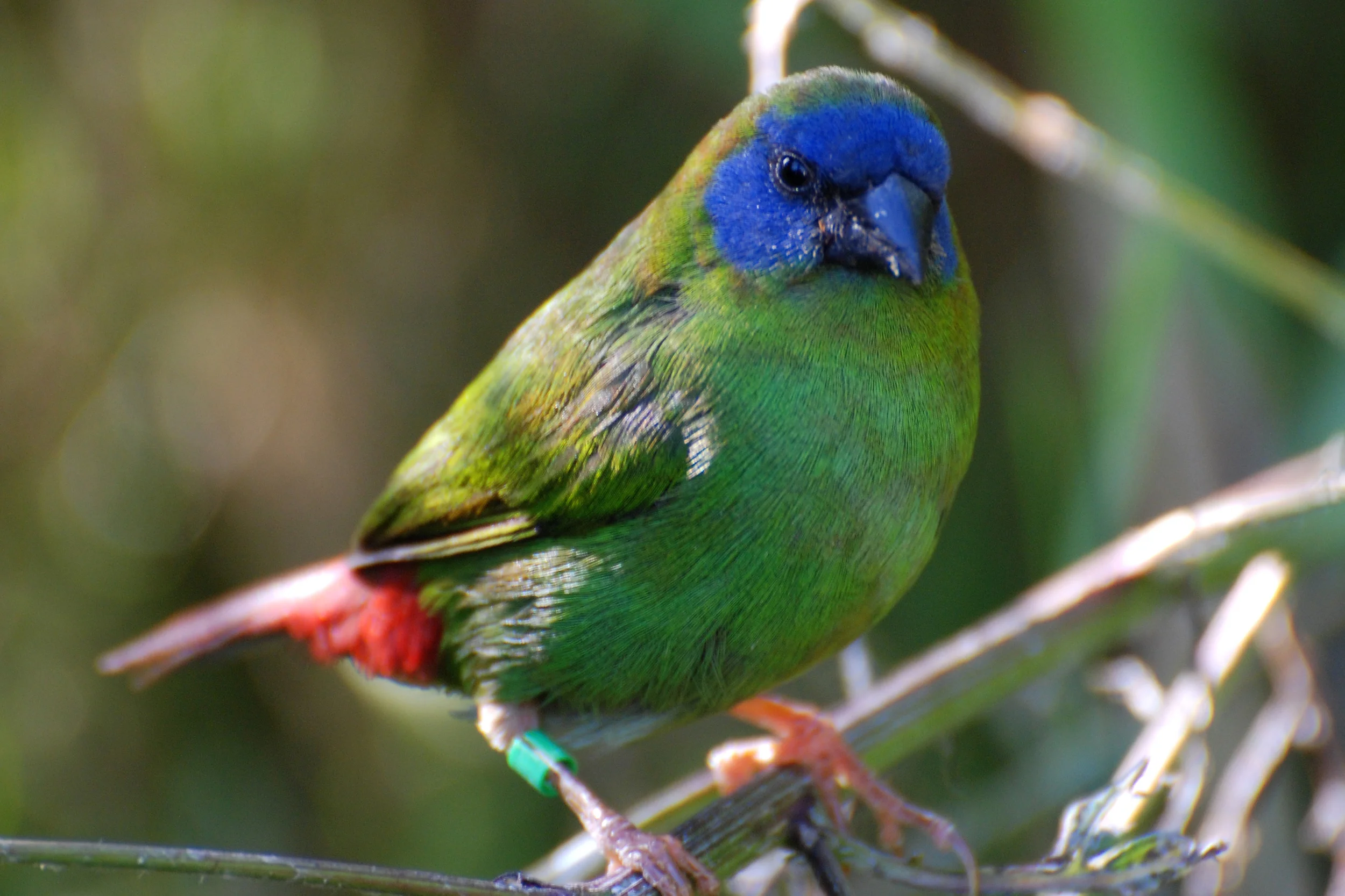 Male Blue-faced Parrotfinch ( Erythrura trichroa) Photo: Esben Elmer, DK www.birdz.dk
