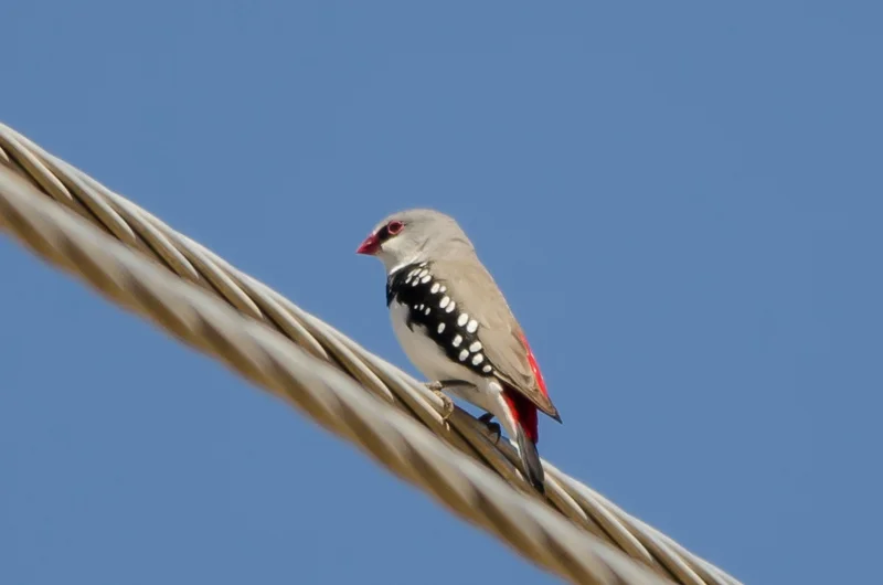Diamond Firetailed Finch