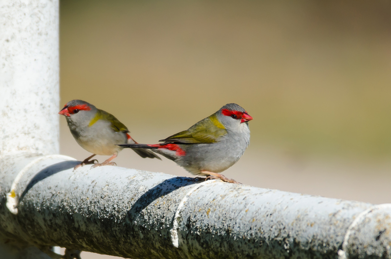 Red-Browed Finch