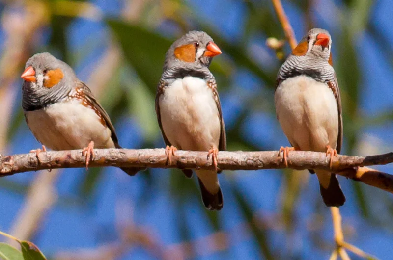 Zebra Finch