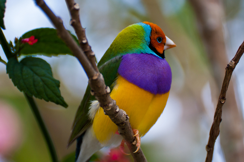 Gouldian Finch