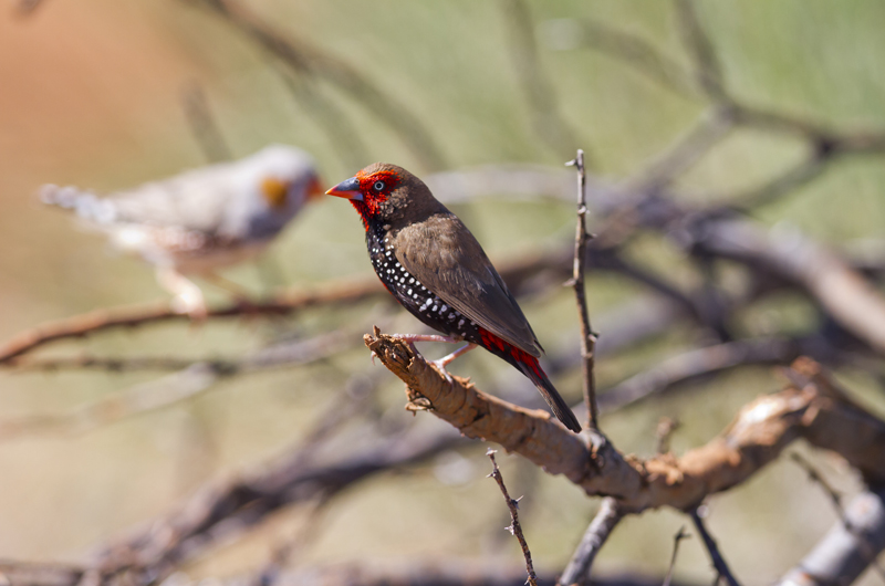 Painted Firetail Finch