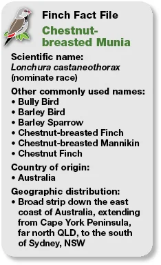 03_Fact_File_Chestnut-breasted_Munia.jpg