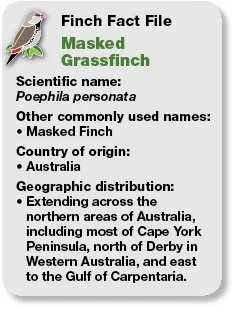 04_Fact_File_Masked_Grassfinch.jpg