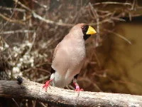 Adult Masked Grassfinch.
