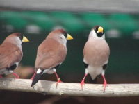 White-eared Masked Grassfinches.