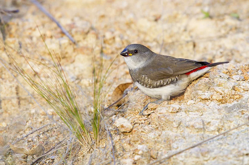 Juvenile Diamond. Photo: Tobias Hayashi Photography
