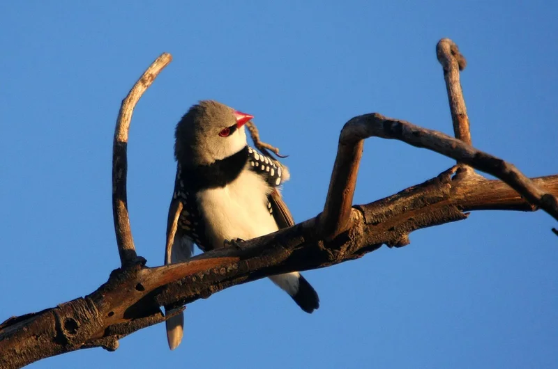 Diamond Firetail. Photo: Tobias Hayashi Photography