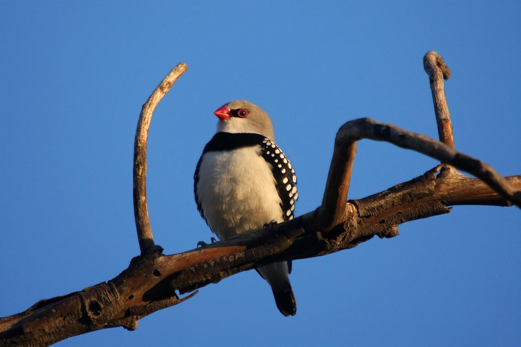 Diamond Firetailed Finch