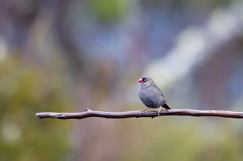 Beautiful Firetail
