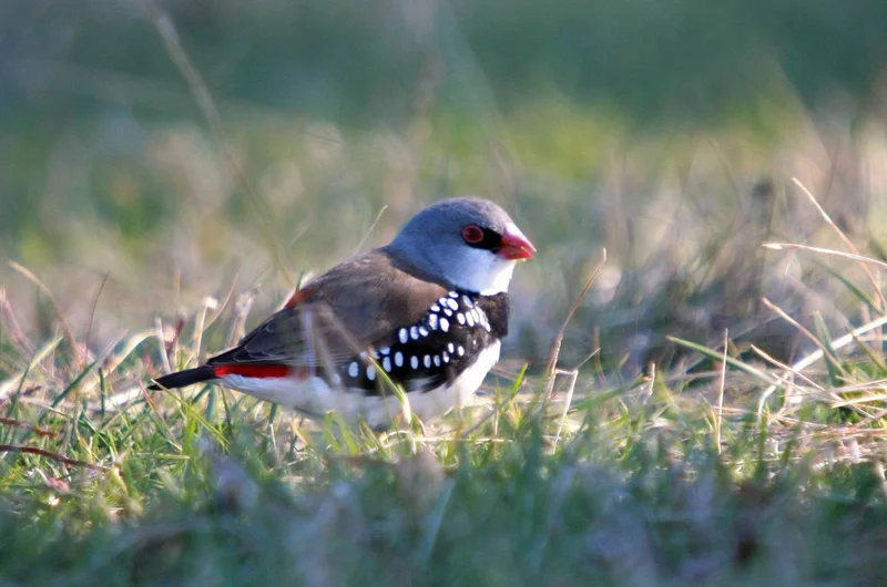 Diamond Firetailed Finch