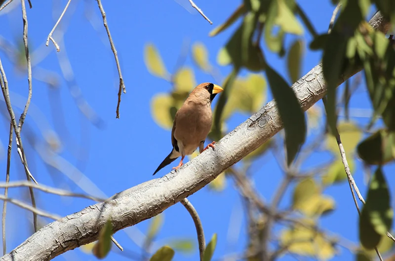 Masked Grassfinch. Photo: Julian Teh