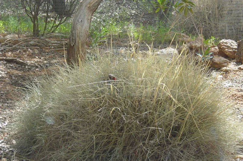 Painted Firetail Finch leaving nest. Photo: Geoff Robards