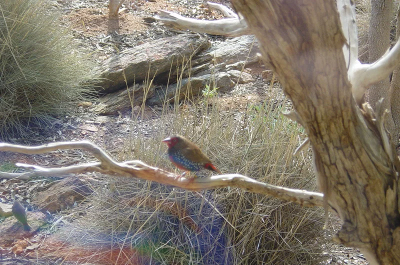 Painted Firetail Finch sitting on a branch. Photo: Geoff Robards