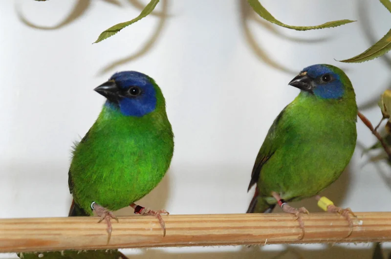 Pair Blue-faced Parrotfinches ( Erythrura trichroa), male (left), female (right) Photo: Esben Elmer, DK www.birdz.dk
