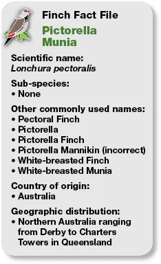 08_Fact_File_Pictorella_Munia.jpg