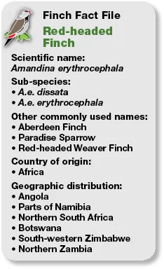 11_Fact_File_Red-headed_Finch.jpg